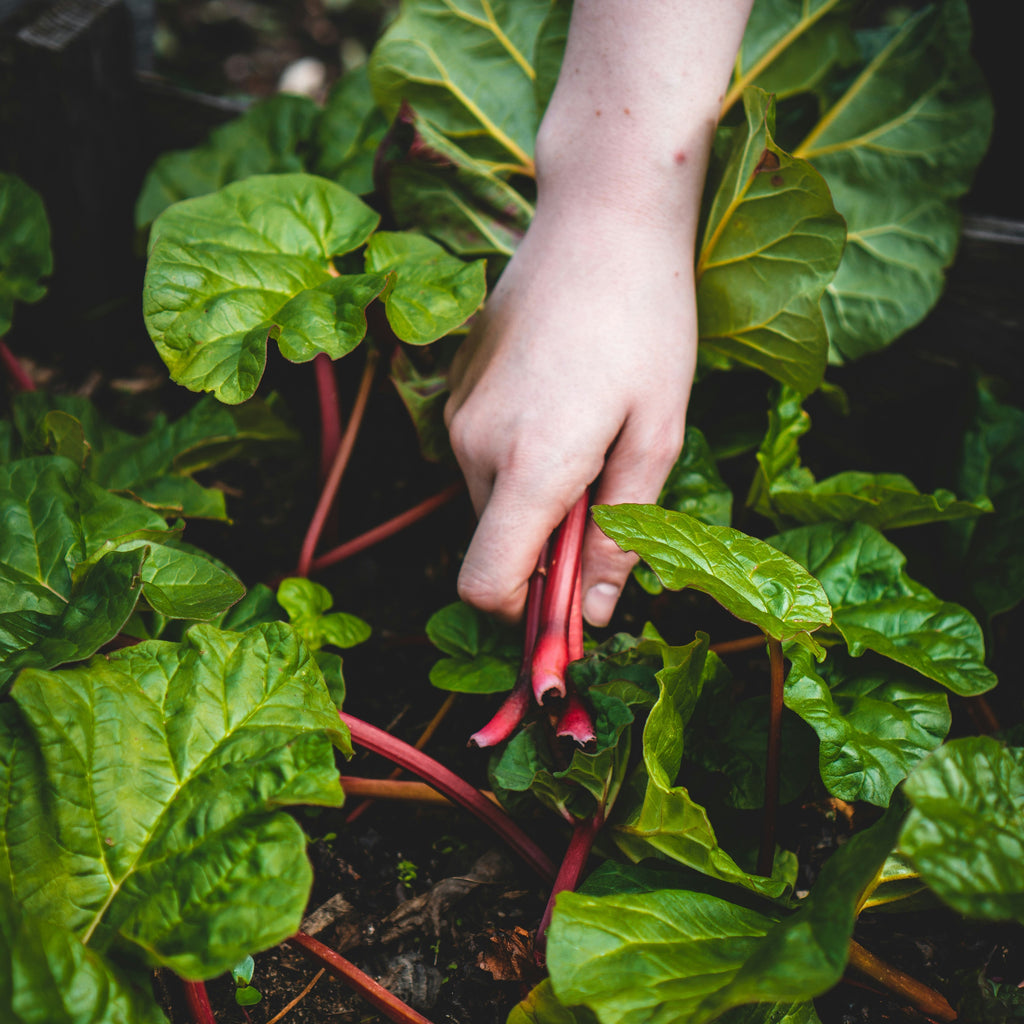 Starting a garden